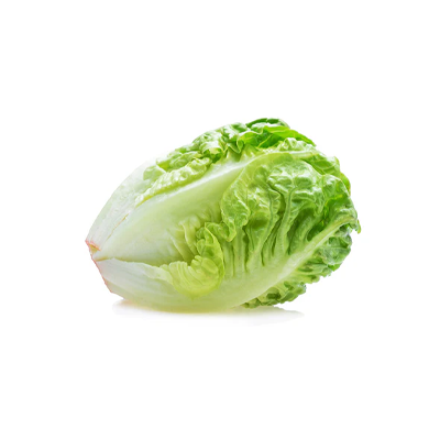 Wholesale Lettuce